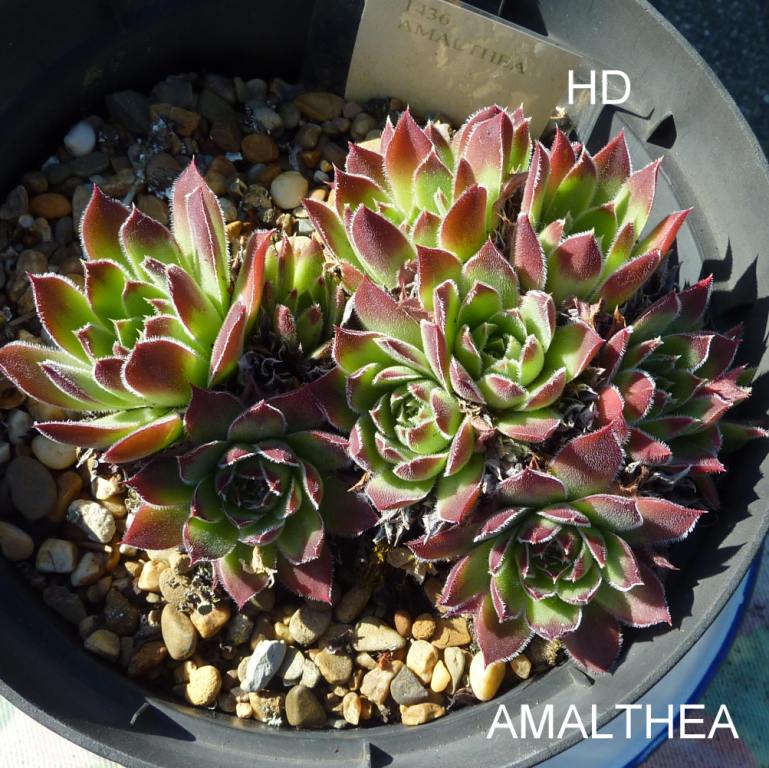 Amalthea / Jovi
