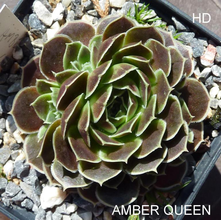 Amber Queen / Jovi