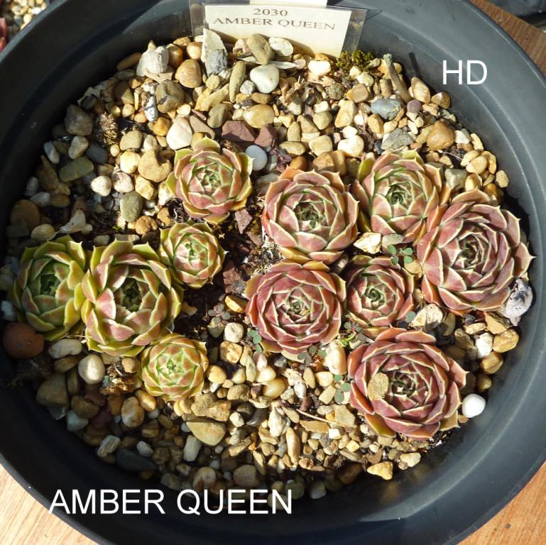 Amber Queen / Jovi