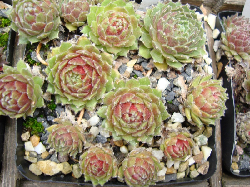 Ambergreen