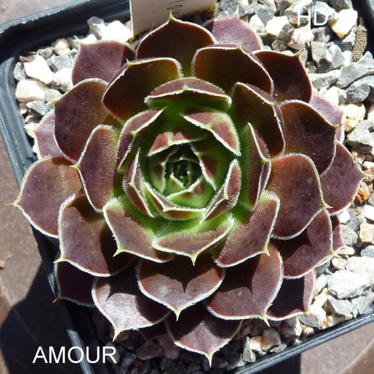 Amour / Jovi