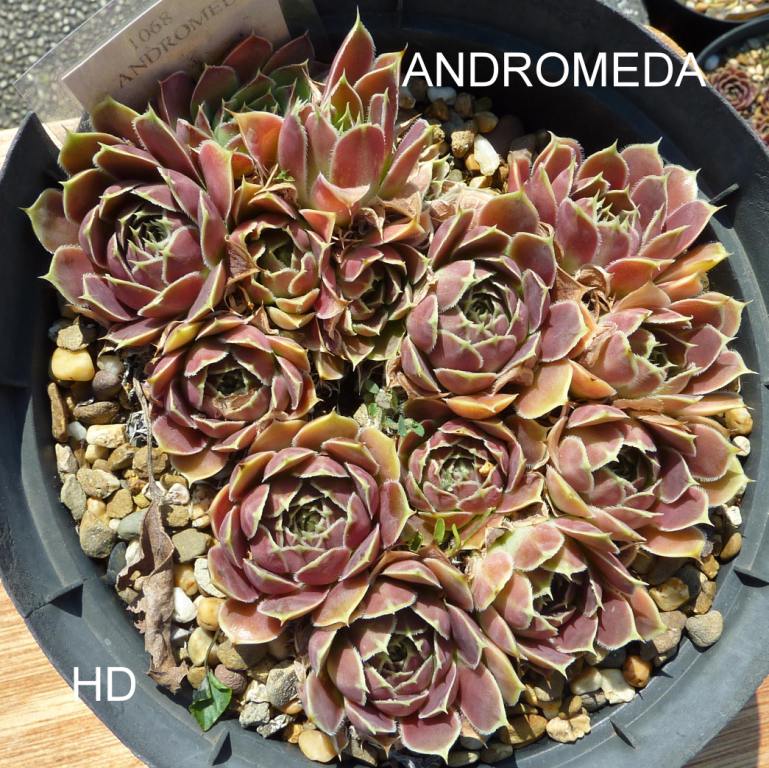 Andromeda / Jovi