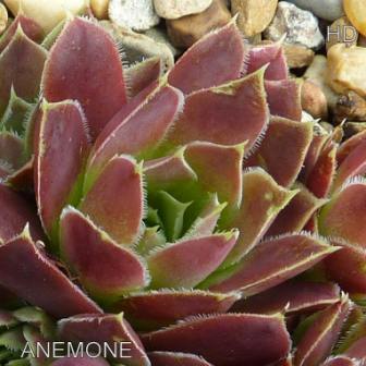 Anemone / Jovi