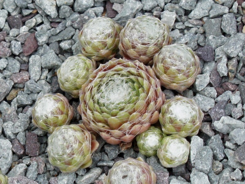 Angel's Face