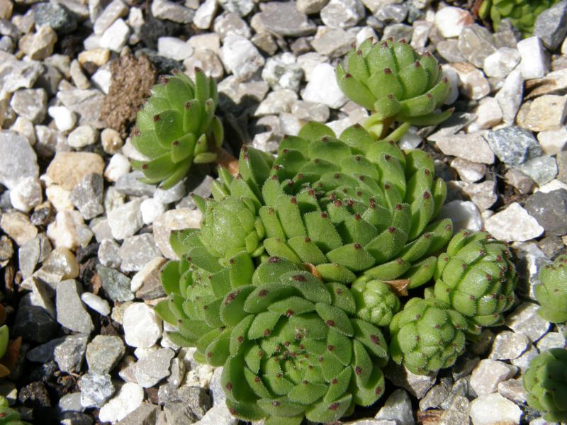 Apollo's Frog