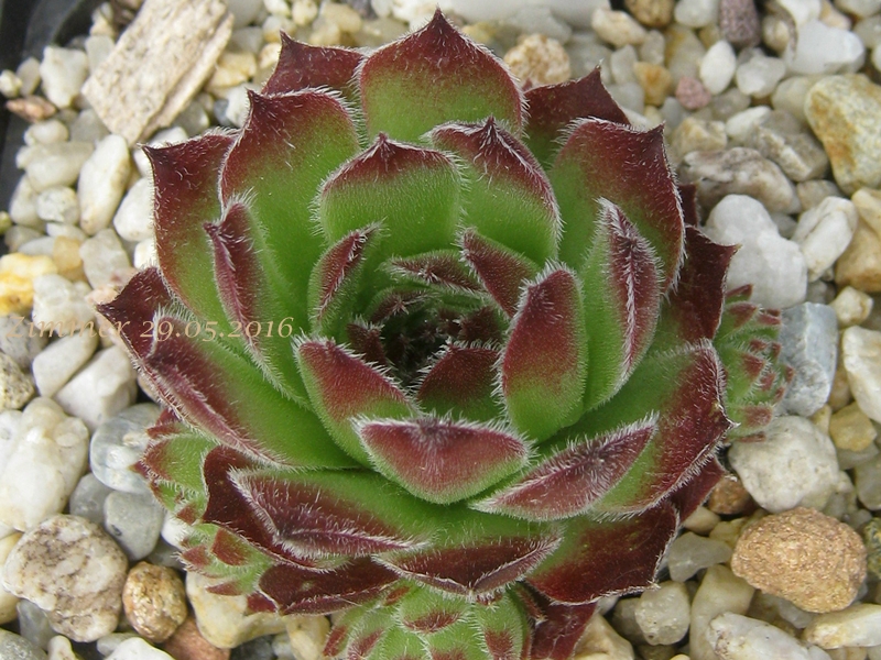 Apple Tart