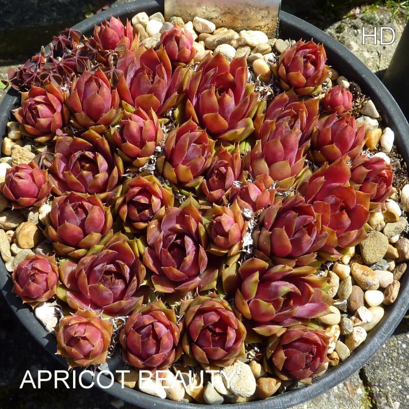Apricot Beauty