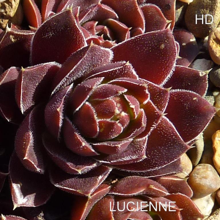 Lucienne / Jovi