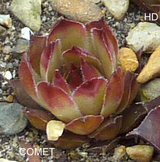 Comet