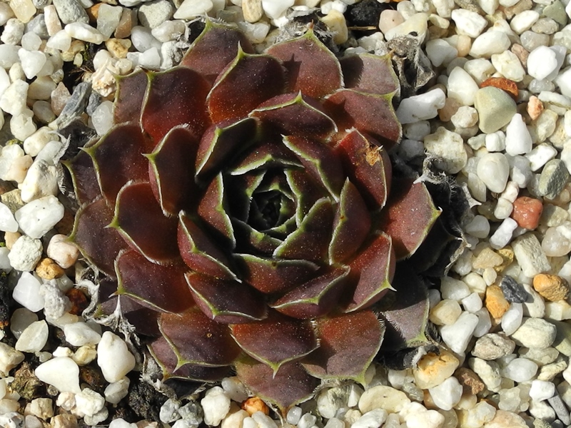 Cabochon / Jovi