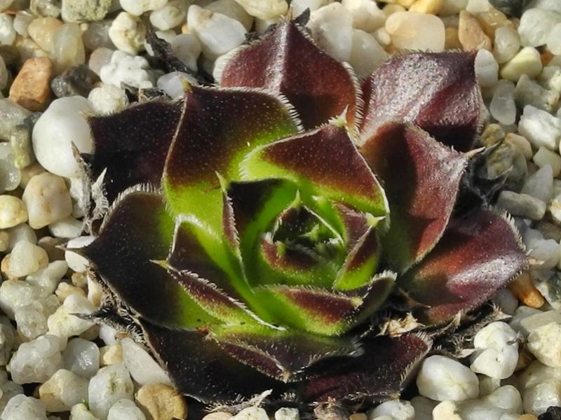 Capucina / Jovi
