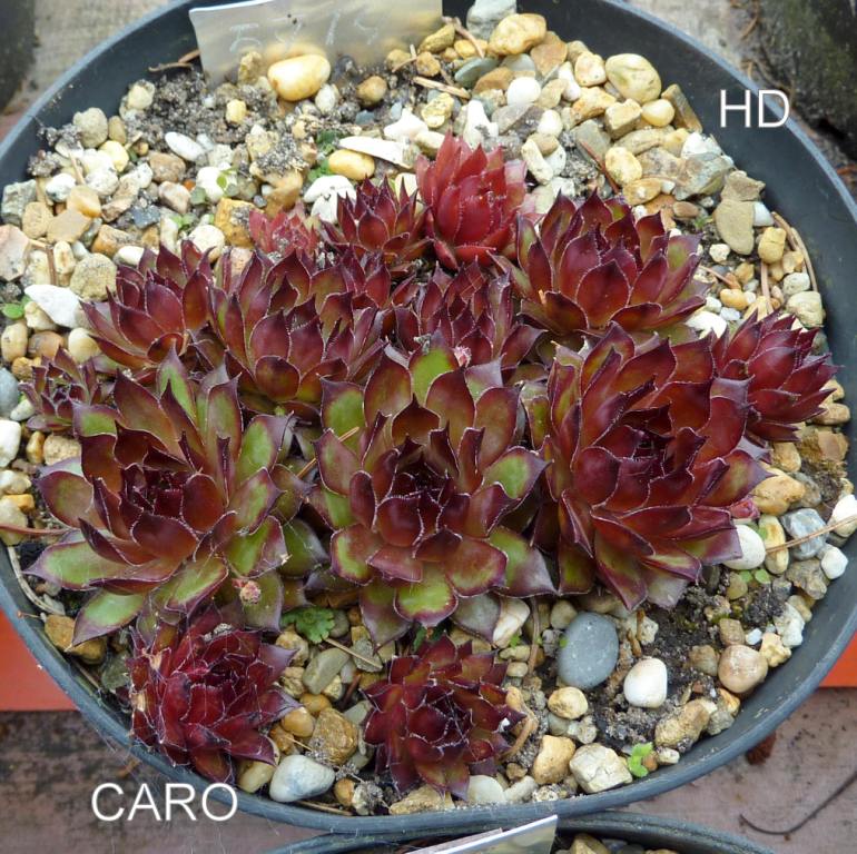 Caro