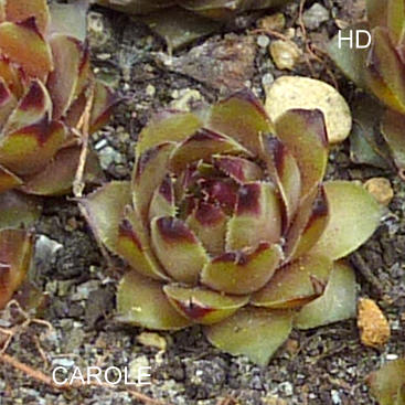 Carole