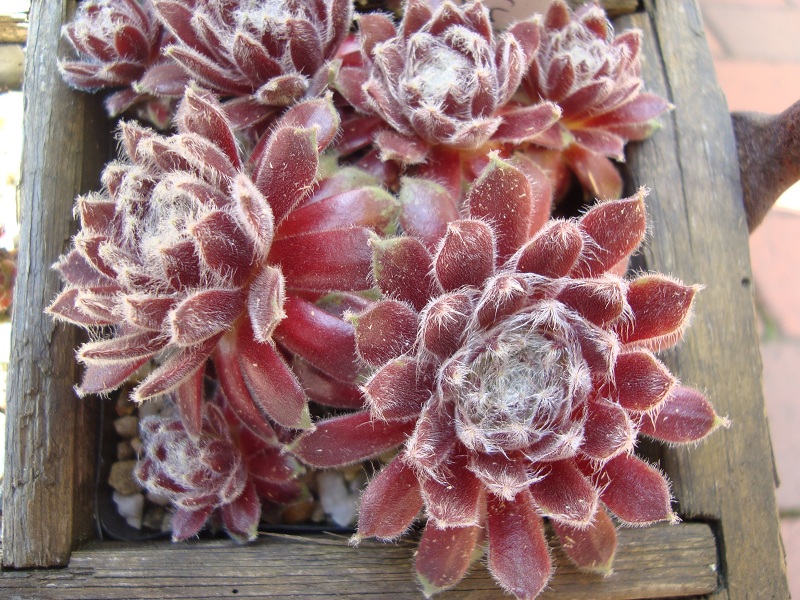 Chlorys