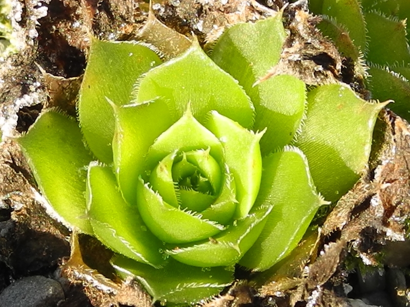 Lovely Green / Jovi
