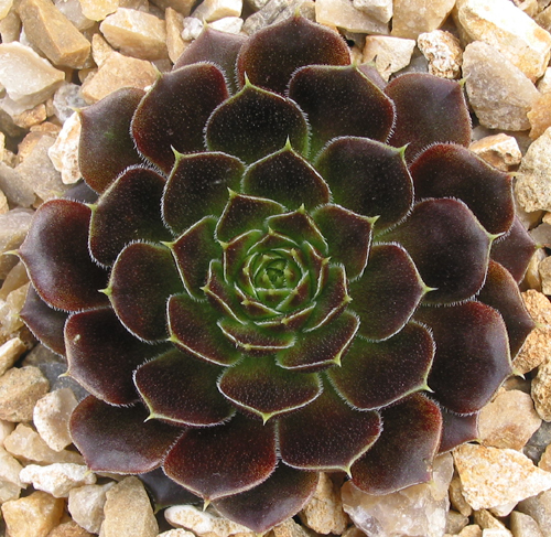 Copper King / Jovi