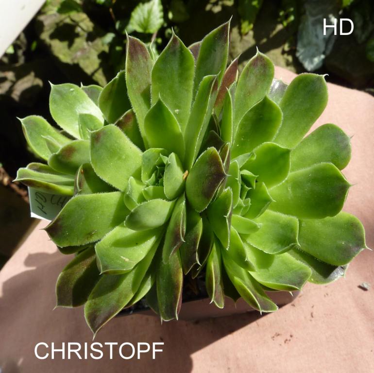 Christopf / Jovi