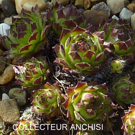 Collecteur Anchisi