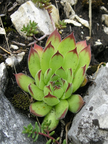 marmoreum ssp. matricum from Šarkanica