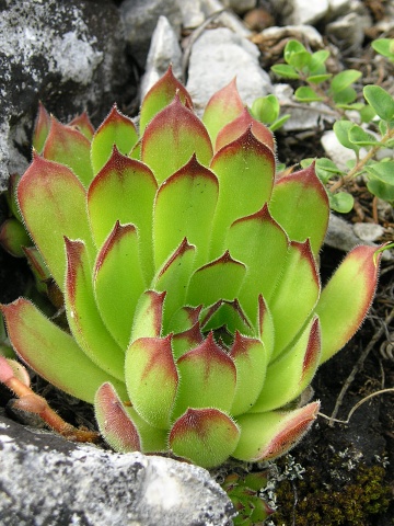 marmoreum ssp. matricum from Šarkanica