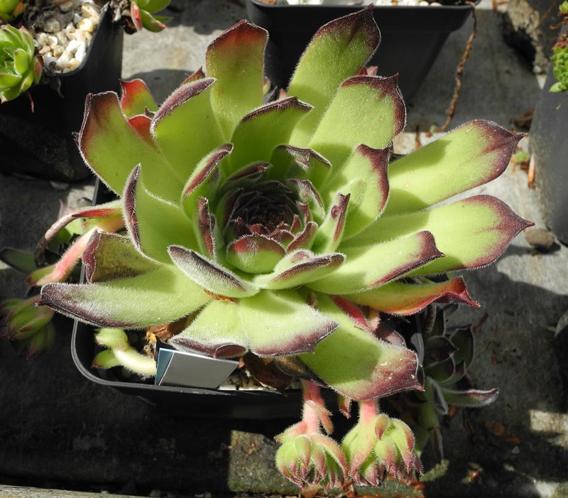 marmoreum ssp. matricum from Šarkanica