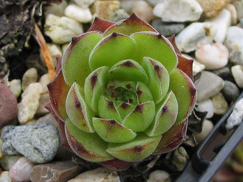 marmoreum ssp. marmoreum from Brasov