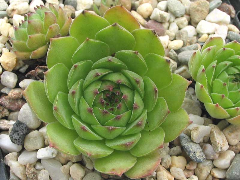 marmoreum ssp. marmoreum from Brasov