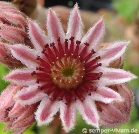 marmoreum ssp. marmoreum from Brasov