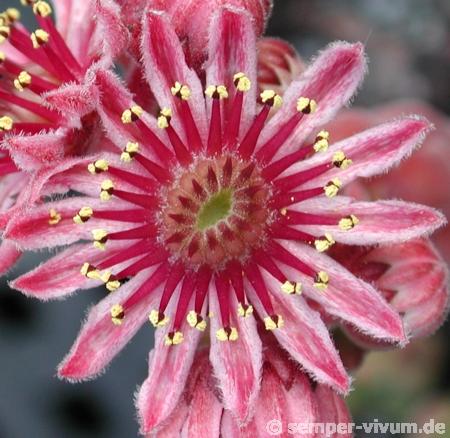 marmoreum ssp. marmoreum from Brasov
