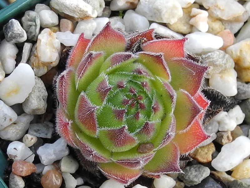 marmoreum ssp. matricum from Šarkanica