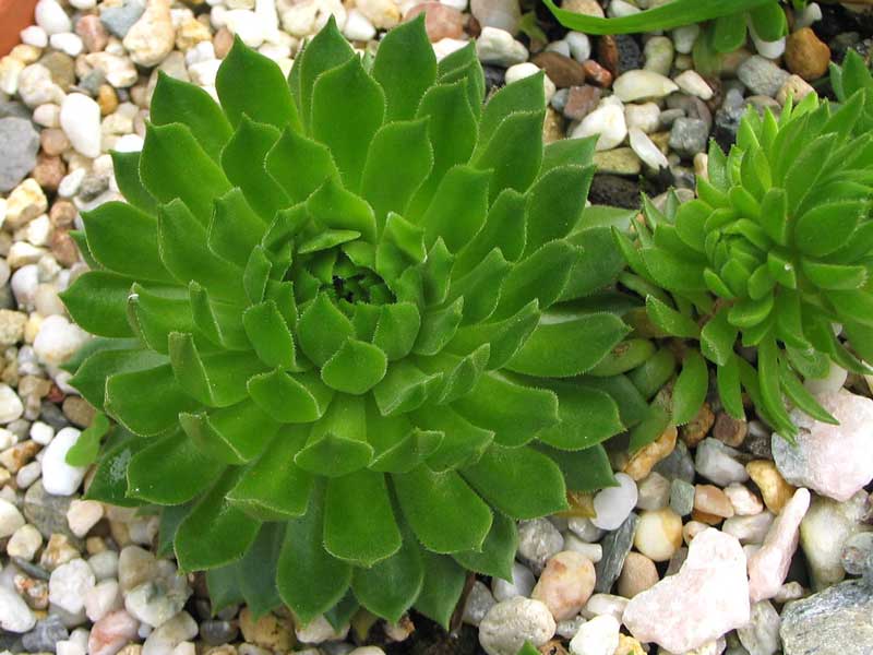 montanum ssp. carpathicum from Lomnicke Sedlo
