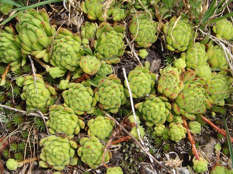 montanum ssp. montanum from Gotthard (Passhöhe)
