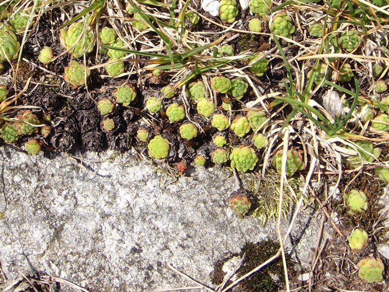 montanum ssp. montanum from Gotthard (Passhöhe)