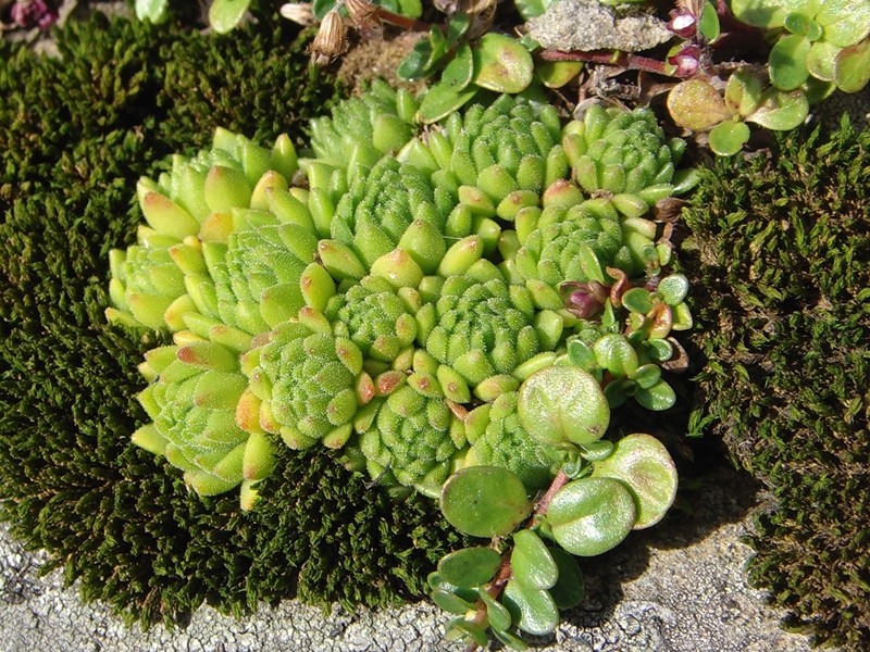 montanum ssp. montanum from Melchsee-Frutt