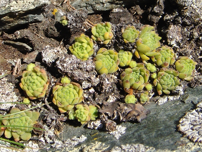 montanum ssp. montanum from Passo di Foscagno
