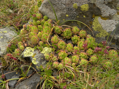 montanum ssp. montanum from Port de Boucharo