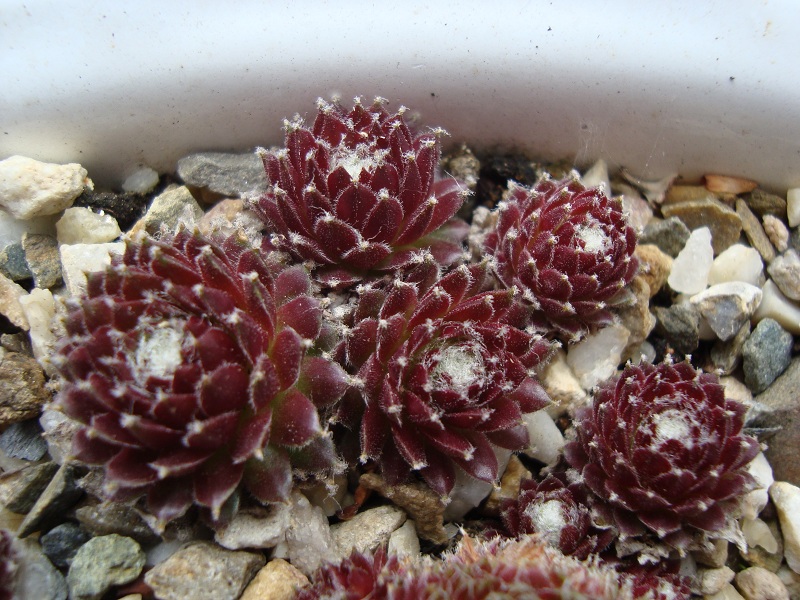 Lumeseen