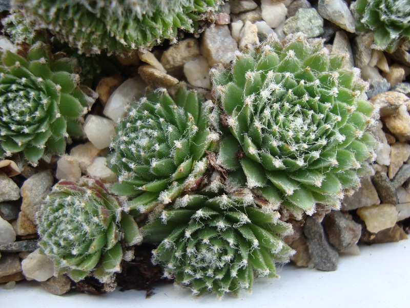 Lumeseen