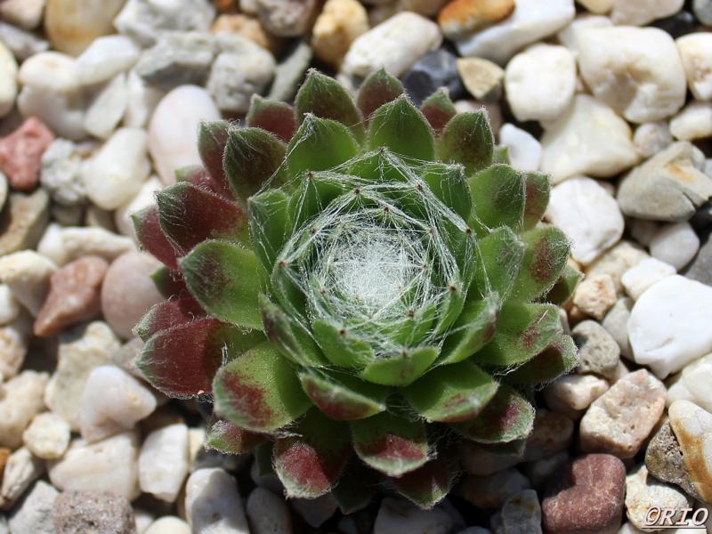 Lumeseen