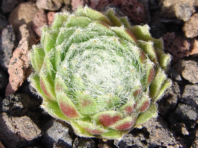 Lumemari