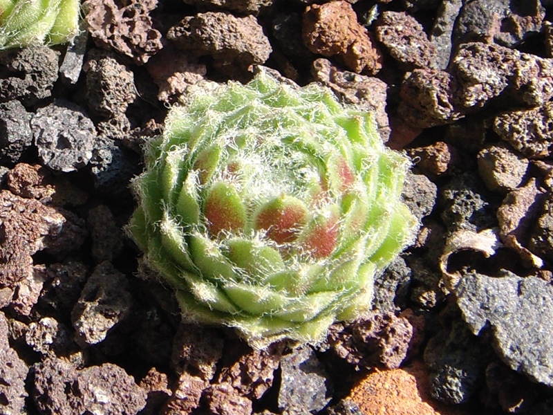 Lumemari