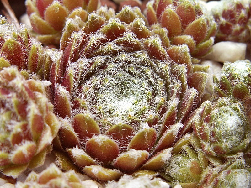 Lumemari