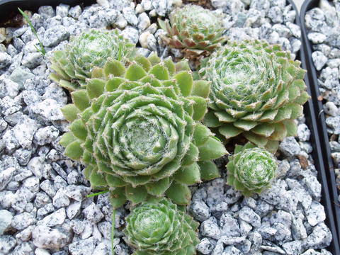 Lumemari