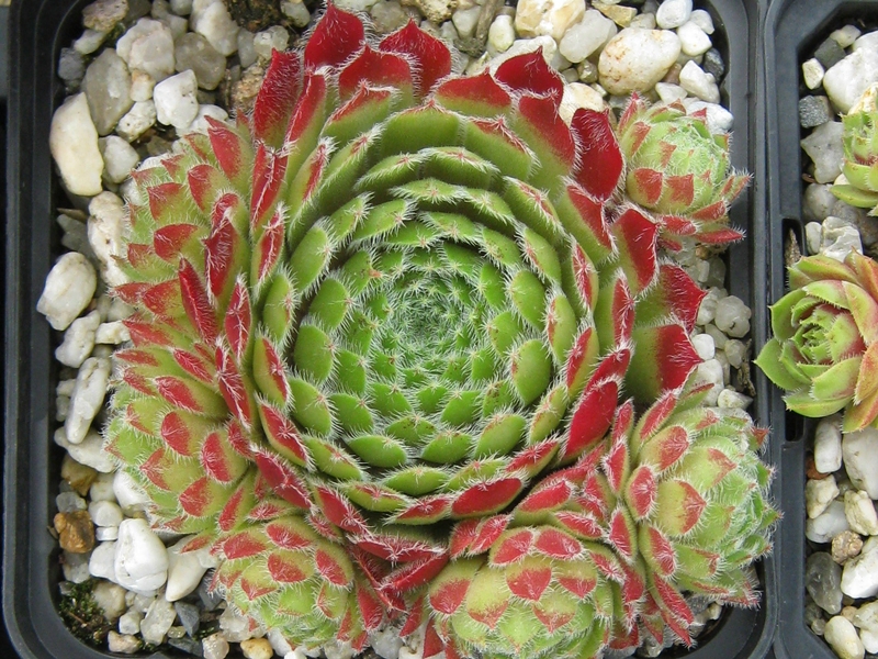 Cono