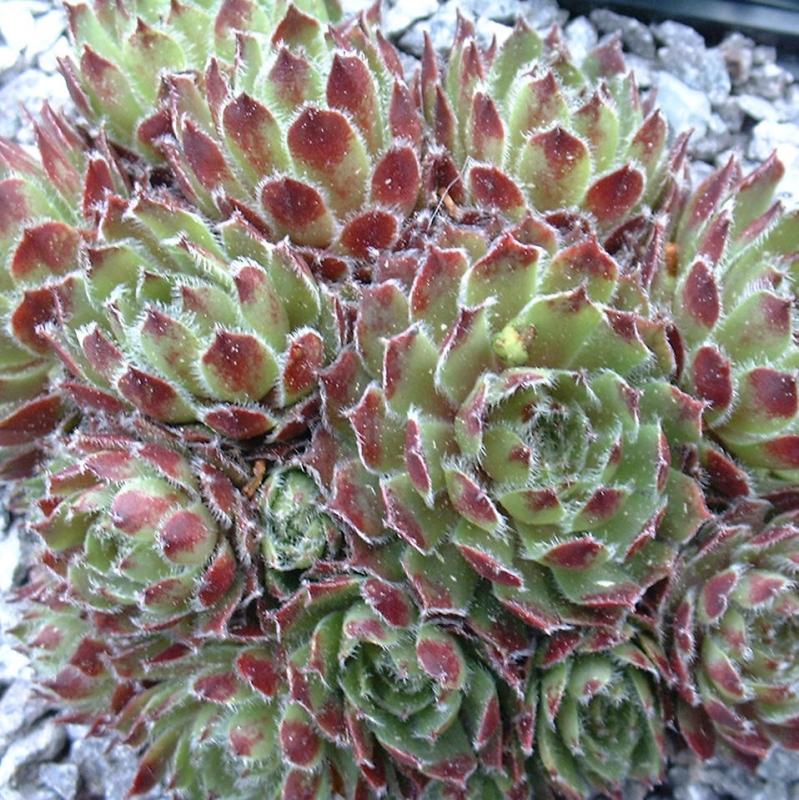 Cono