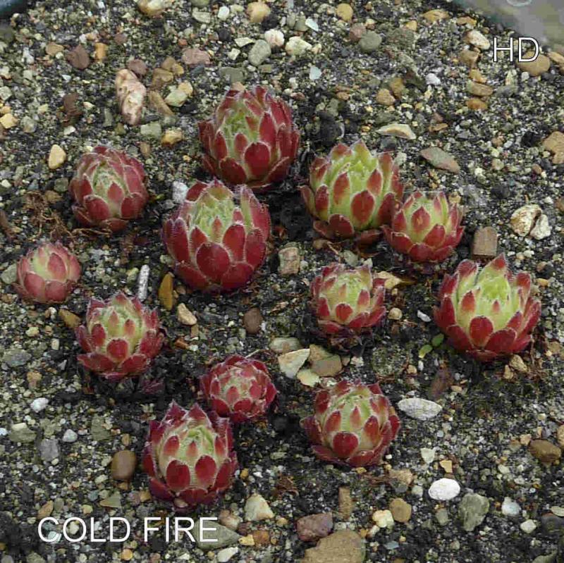 Cold Fire