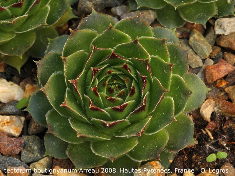 tectorum var. tectorum (boutignyanum) from Arreau