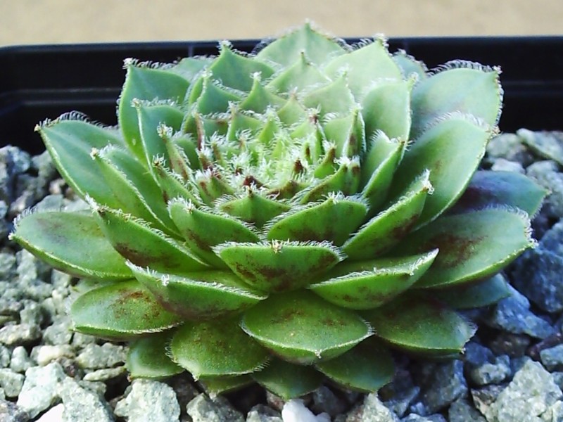 Korspel Glory 5