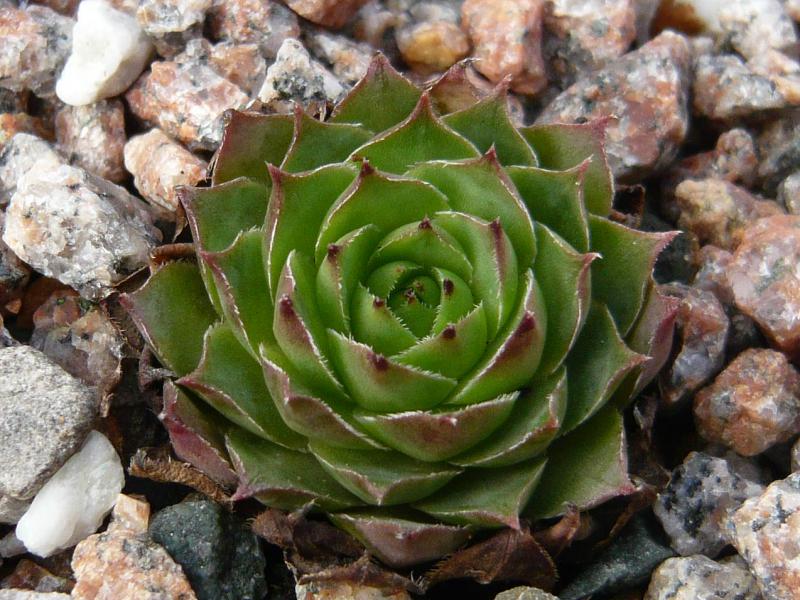 tectorum var. tectorum (glaucum) from Tirol