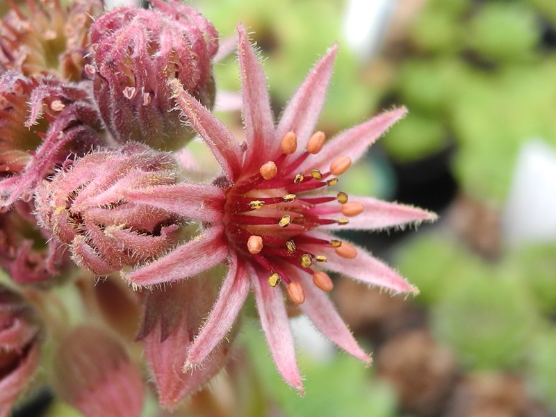 tectorum var. tectorum (pallescens)